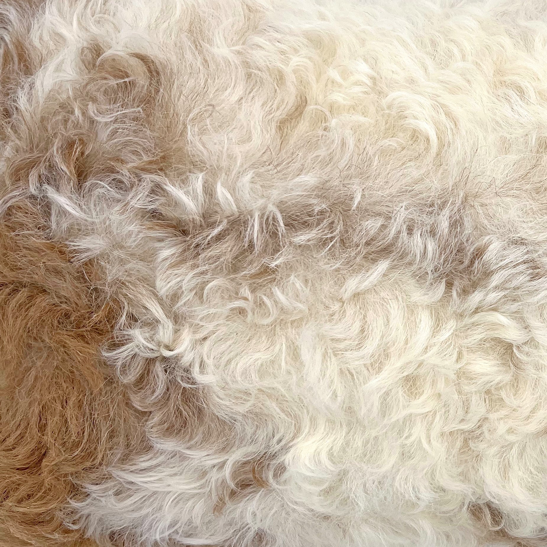 The Mood Tigrado Spanish Lambskin Lumbar Pillow, 12x22 in., Spotted Ivory/Cream